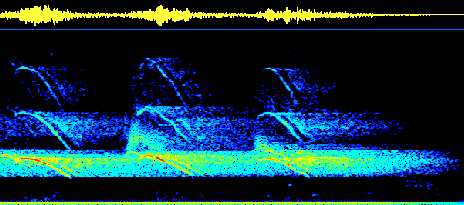 Dolphin Whistle sonogram produced by SPectrograph software that is included with a DolphinEar Hydrophone purchase.