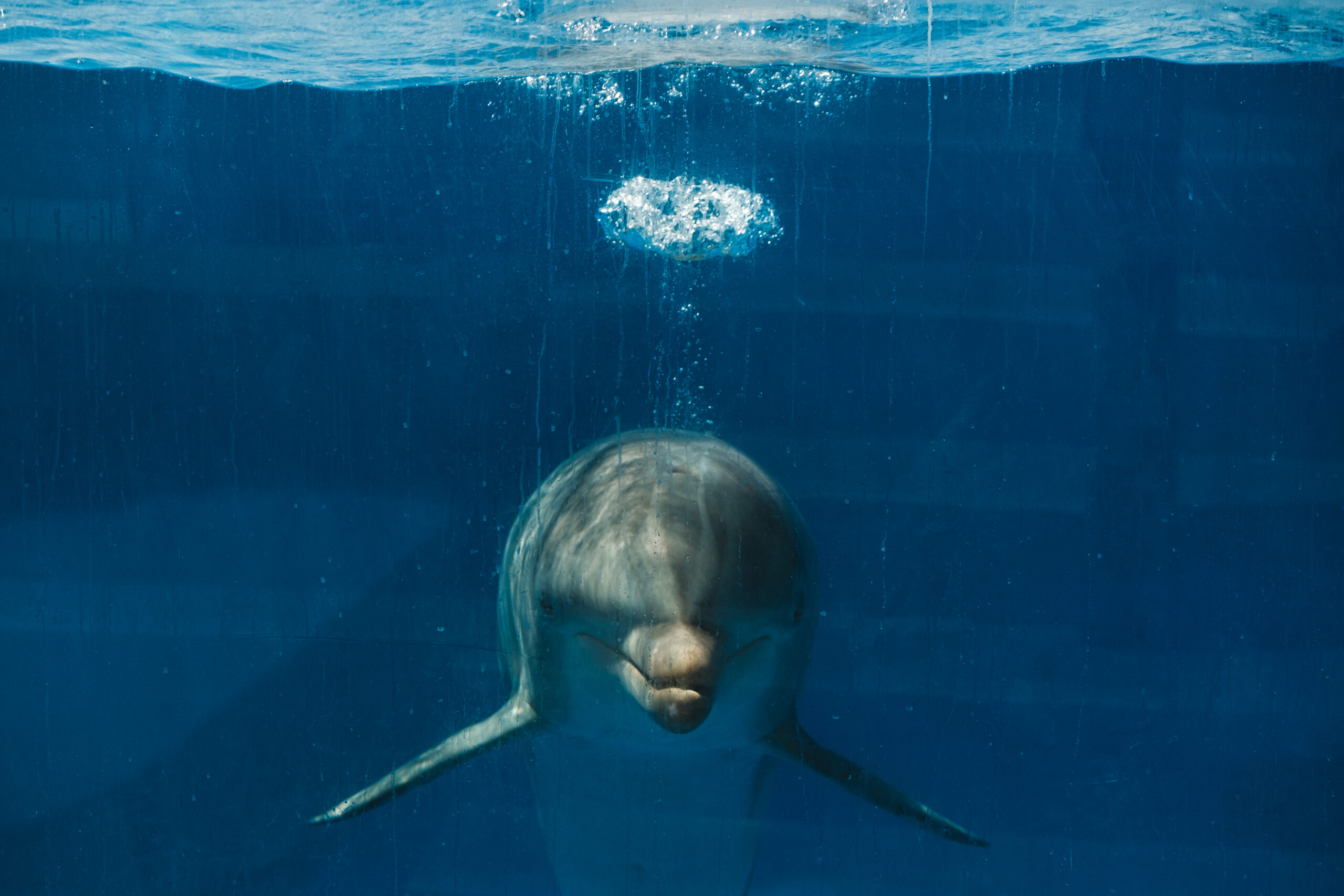 Gray dolphin