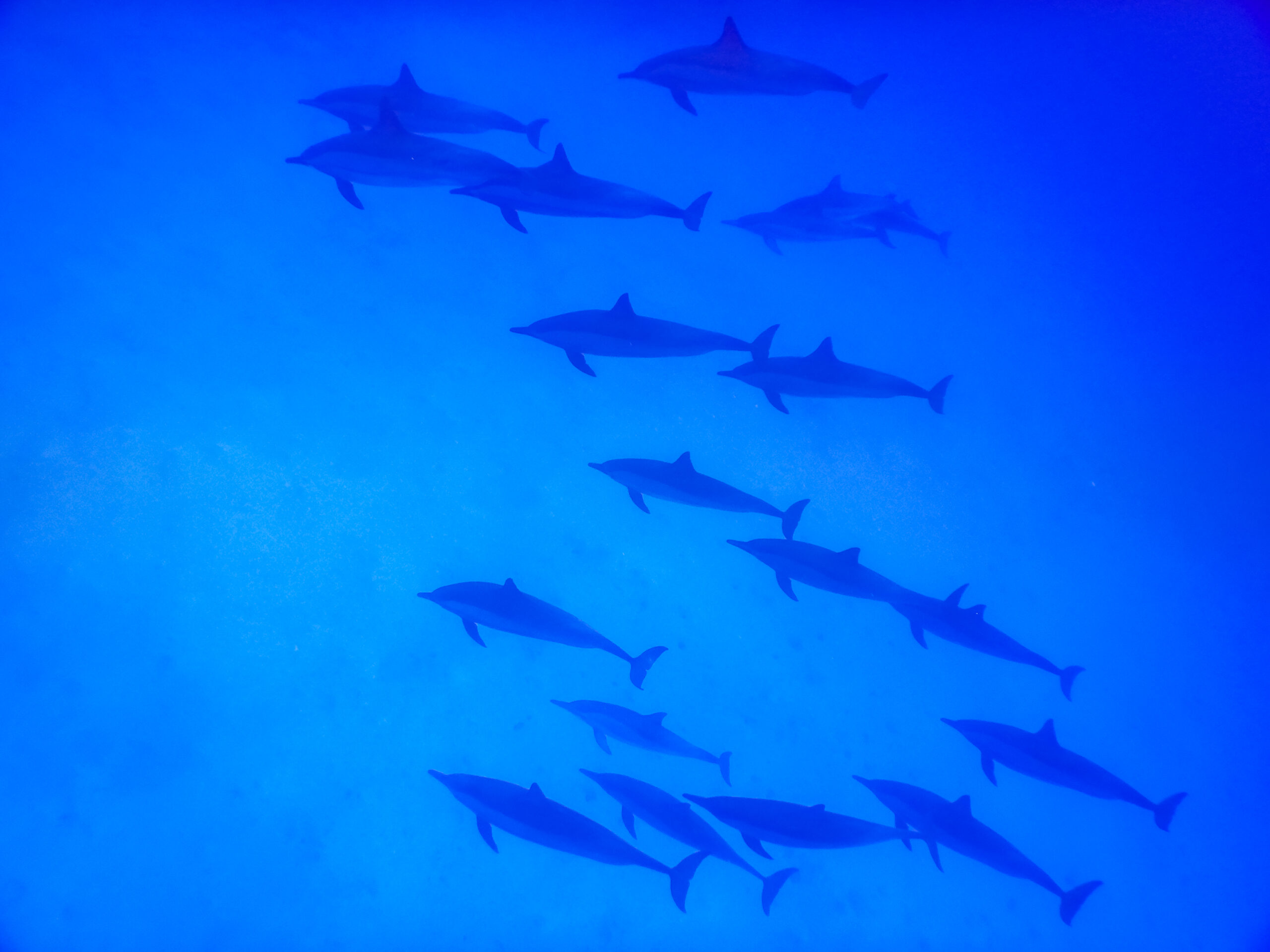 Dolphin pod