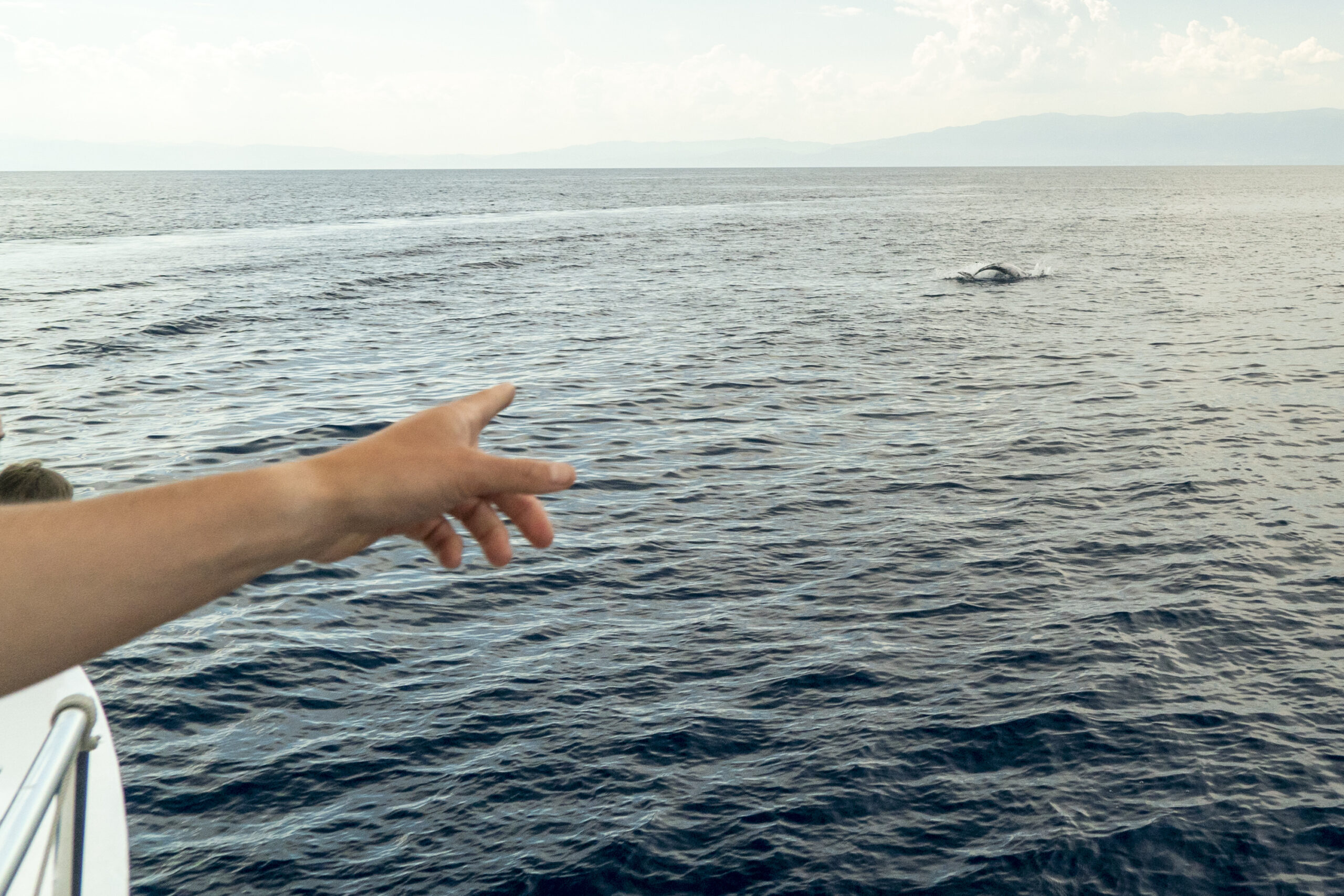 Risso Dolphin Grampus in Mediterranean