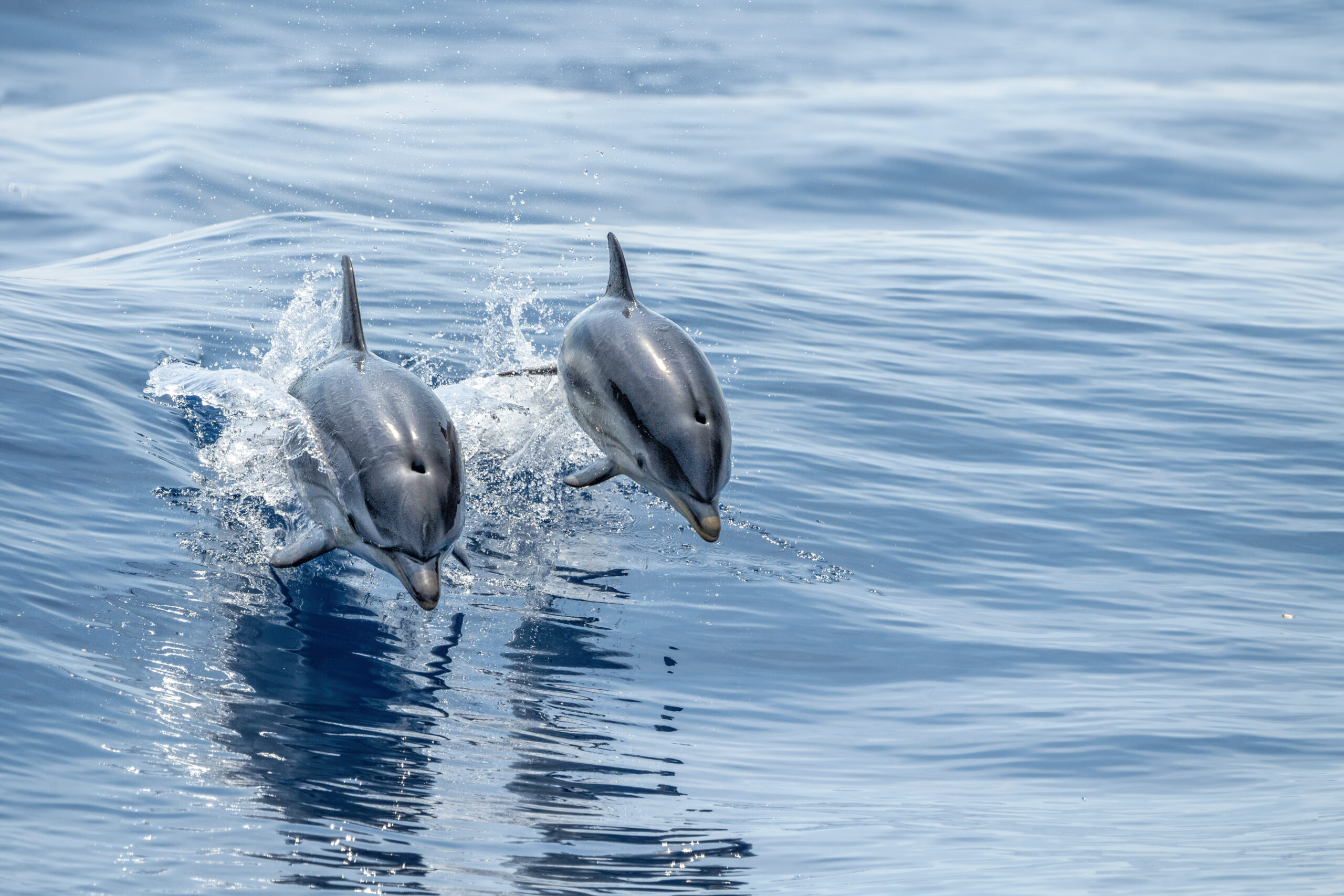 Striped Dolphins