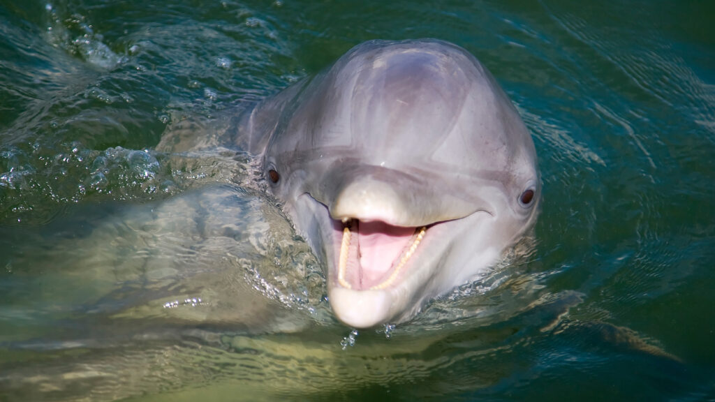 A curious and playful Bottle Nose dolphin youngster