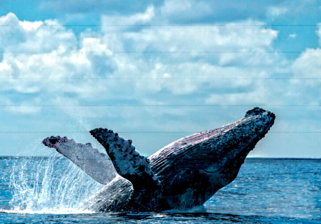 Humpback whale in Polynesia . Listen to his song recorded with a DolphinEar PRO hydrophone.